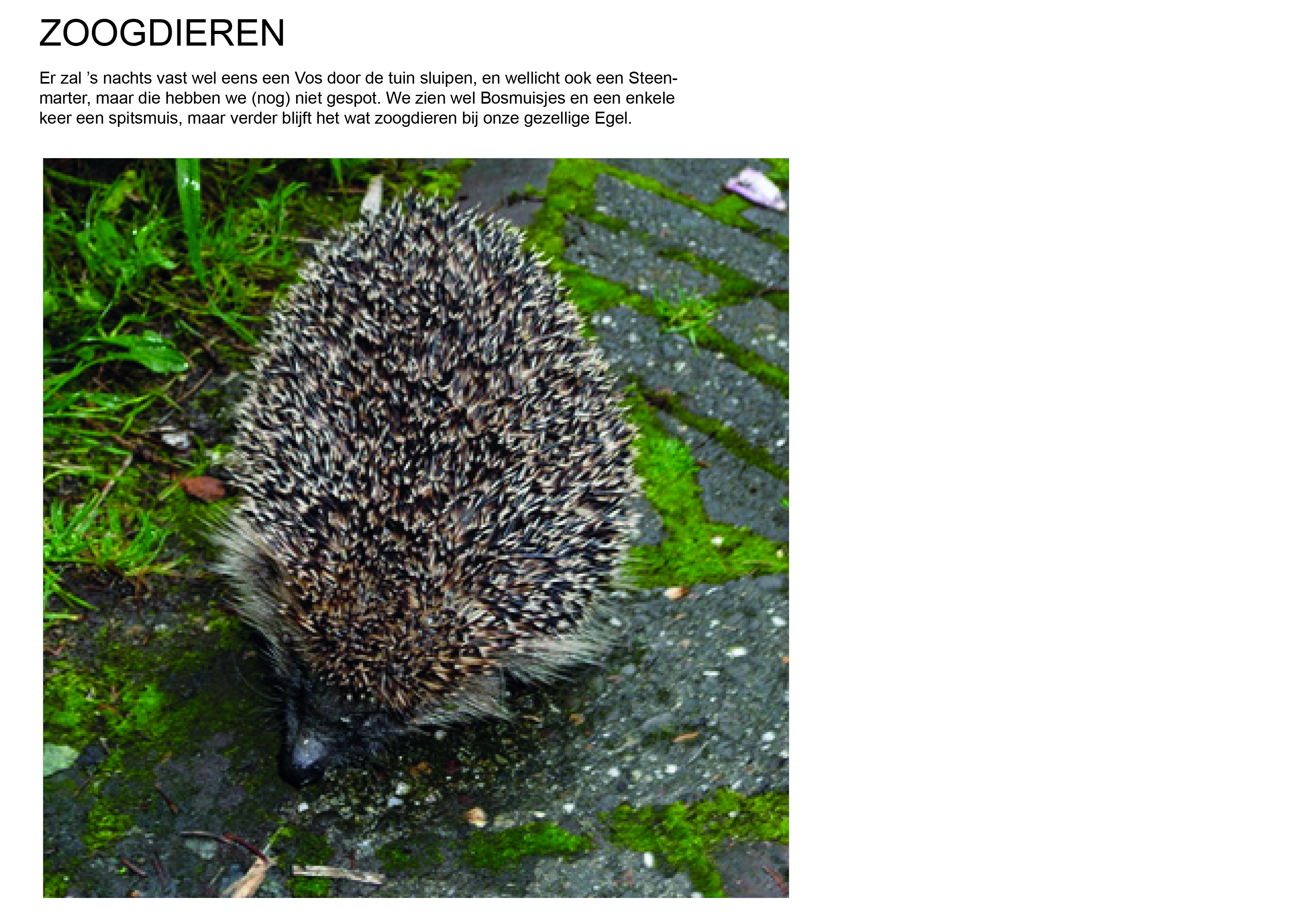 dieren 13